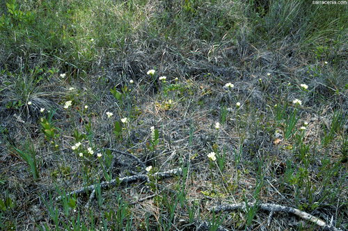   Dionaea muscipula