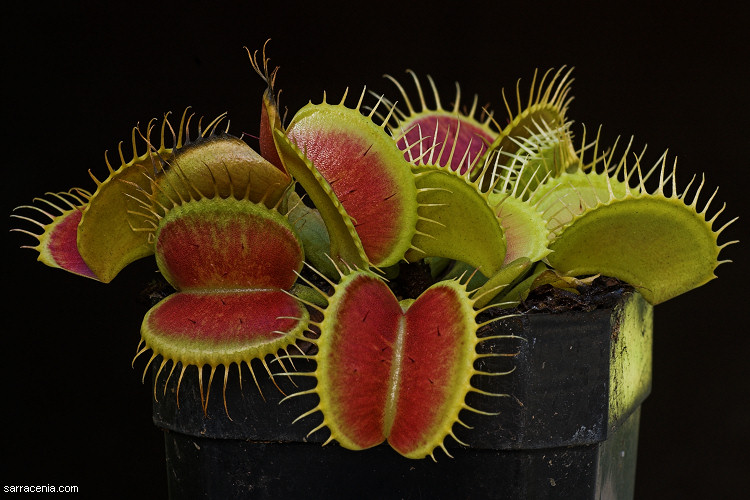   Dionaea muscipula