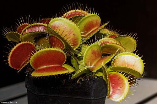   Dionaea muscipula