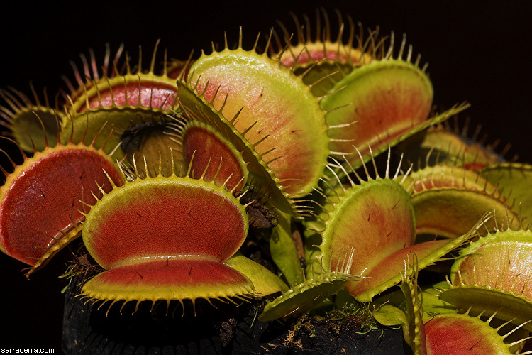   Dionaea muscipula
