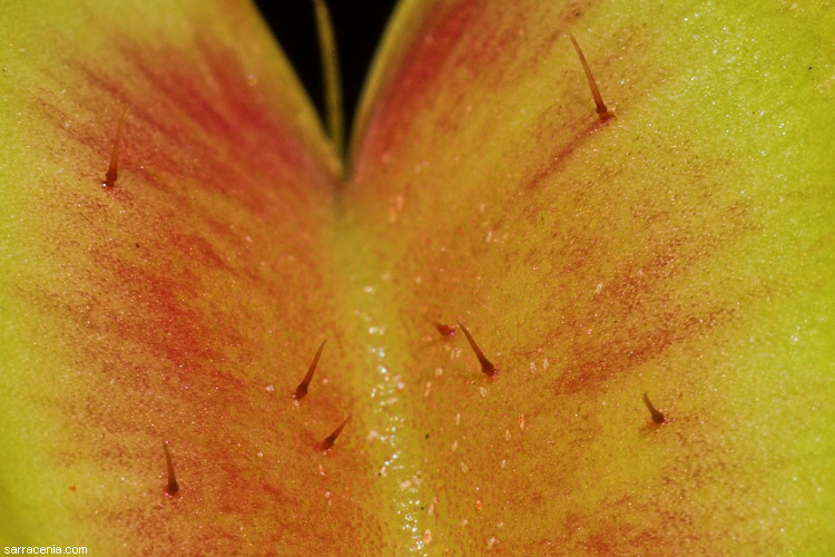   Dionaea muscipula
