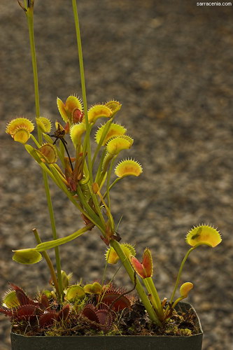   Dionaea muscipula