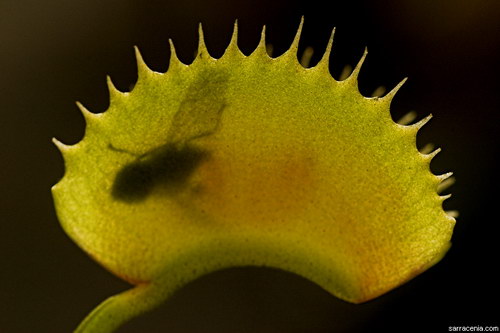   Dionaea muscipula