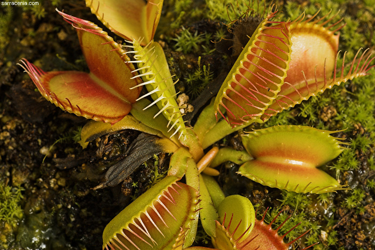   Dionaea muscipula