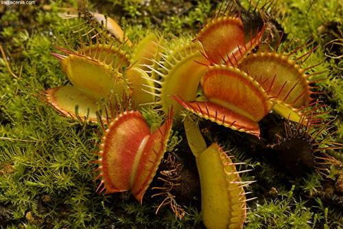   Dionaea muscipula