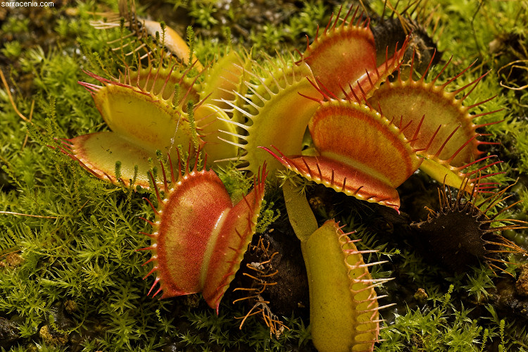   Dionaea muscipula