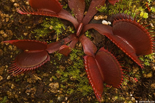   Dionaea muscipula