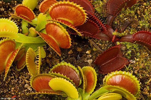   Dionaea muscipula