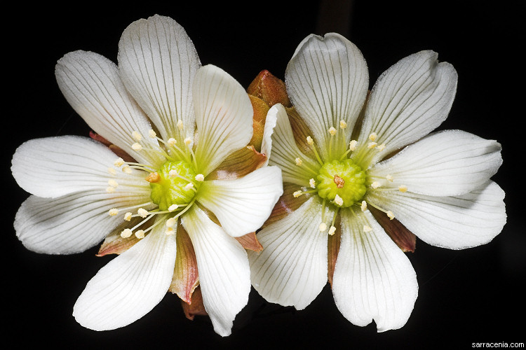   Dionaea muscipula