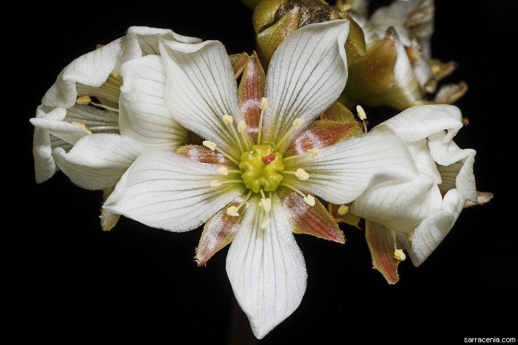   Dionaea muscipula
