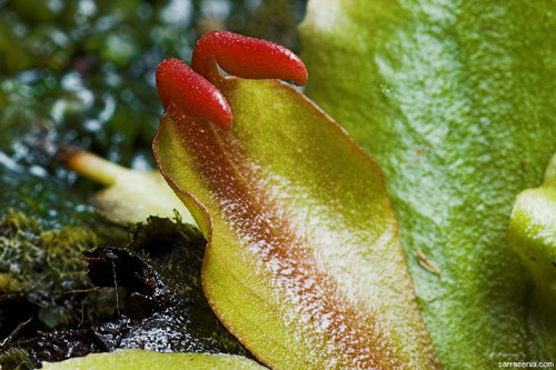   Dionaea muscipula