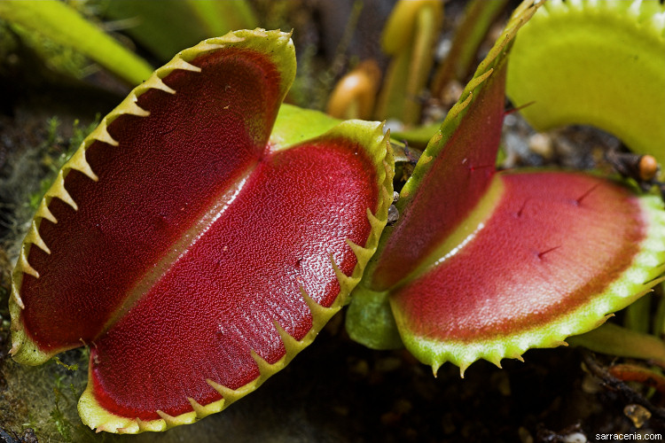   Dionaea muscipula