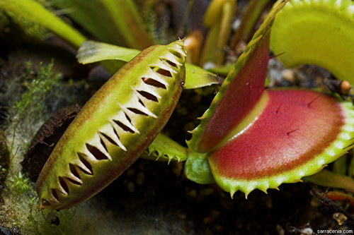   Dionaea muscipula