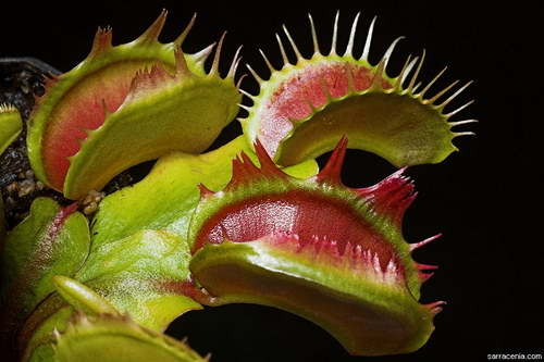   Dionaea muscipula