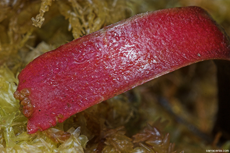   Dionaea muscipula