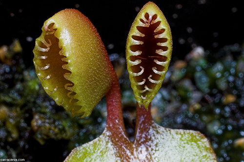   Dionaea muscipula