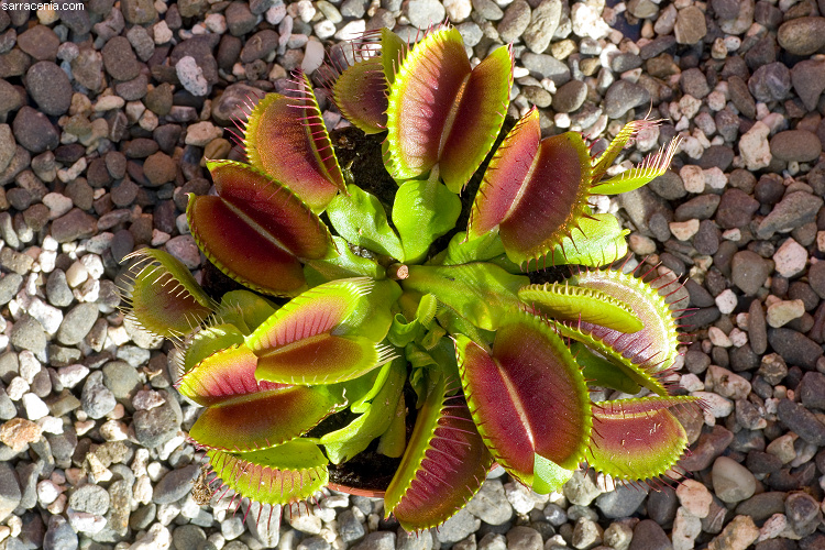   Dionaea muscipula