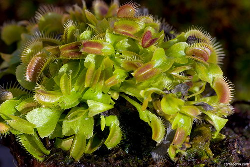   Dionaea muscipula