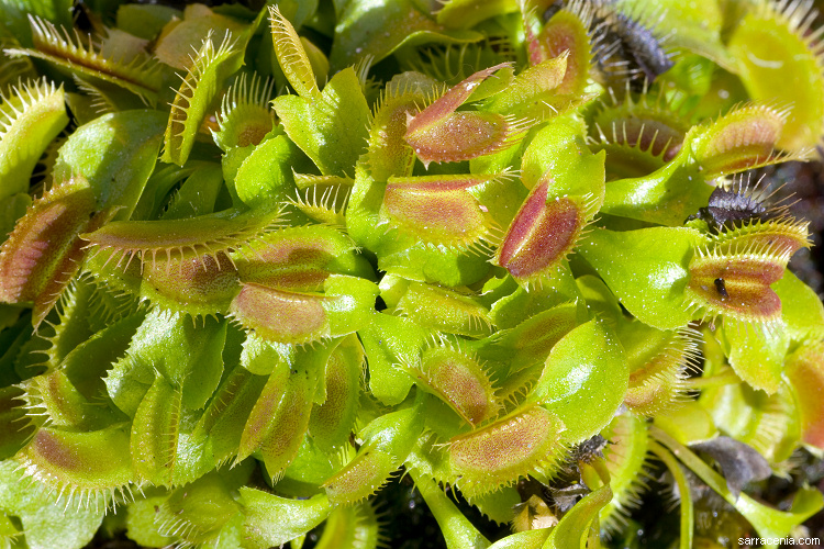   Dionaea muscipula