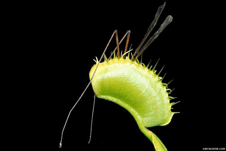   Dionaea muscipula