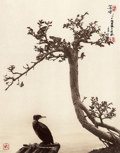  Don Hong-Ouai
