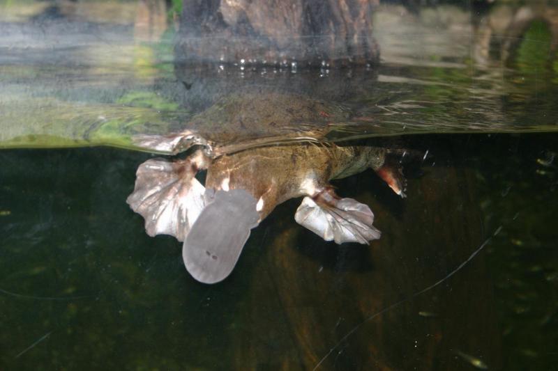  (Ornithorhynchus anatinus)