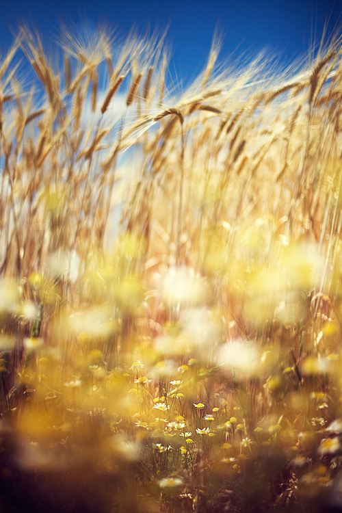  Ebru Sidar