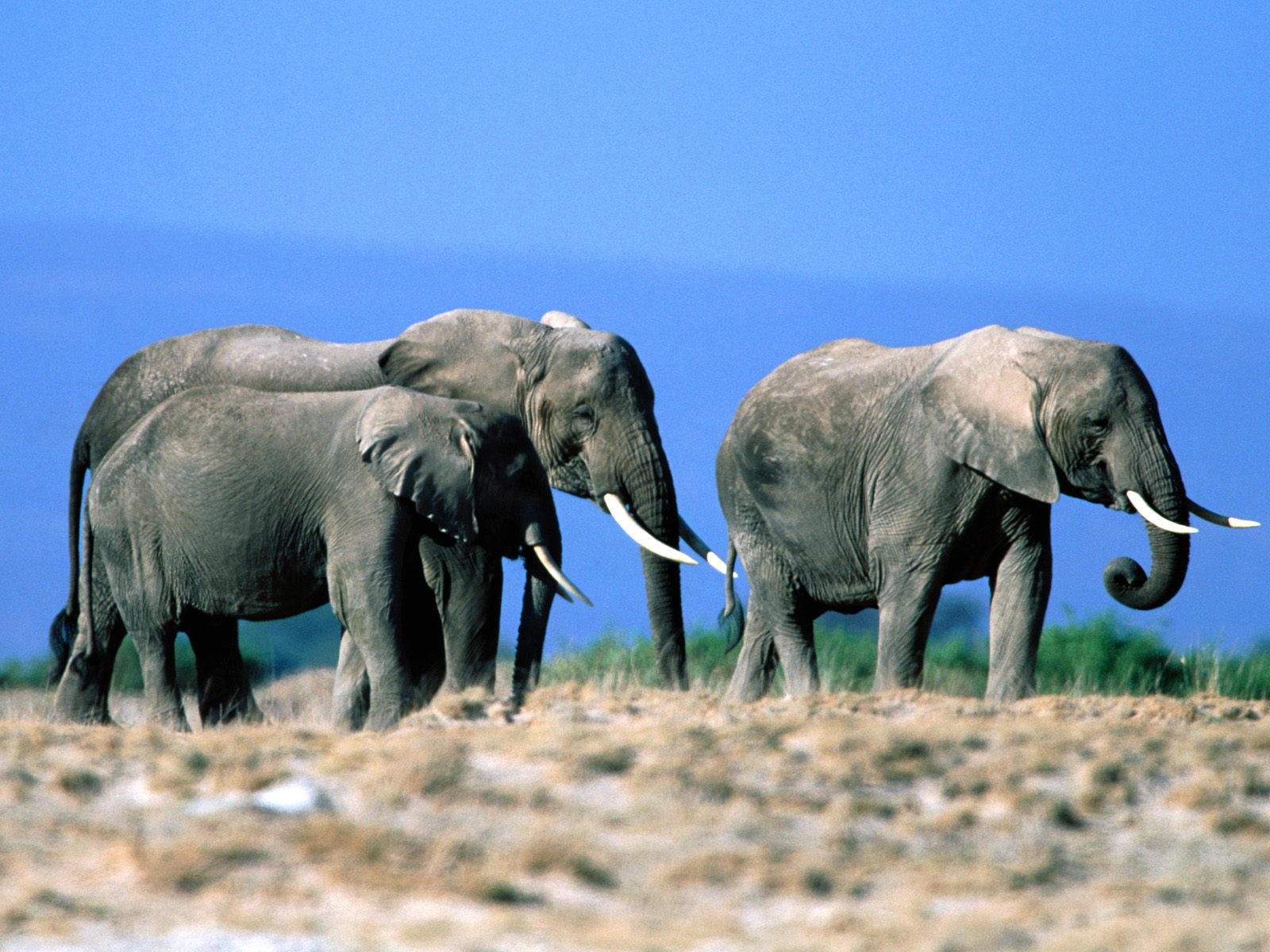 Elephants time. Слоны. Слоны в дикой природе. Слоны животные полезные. Слон фото.