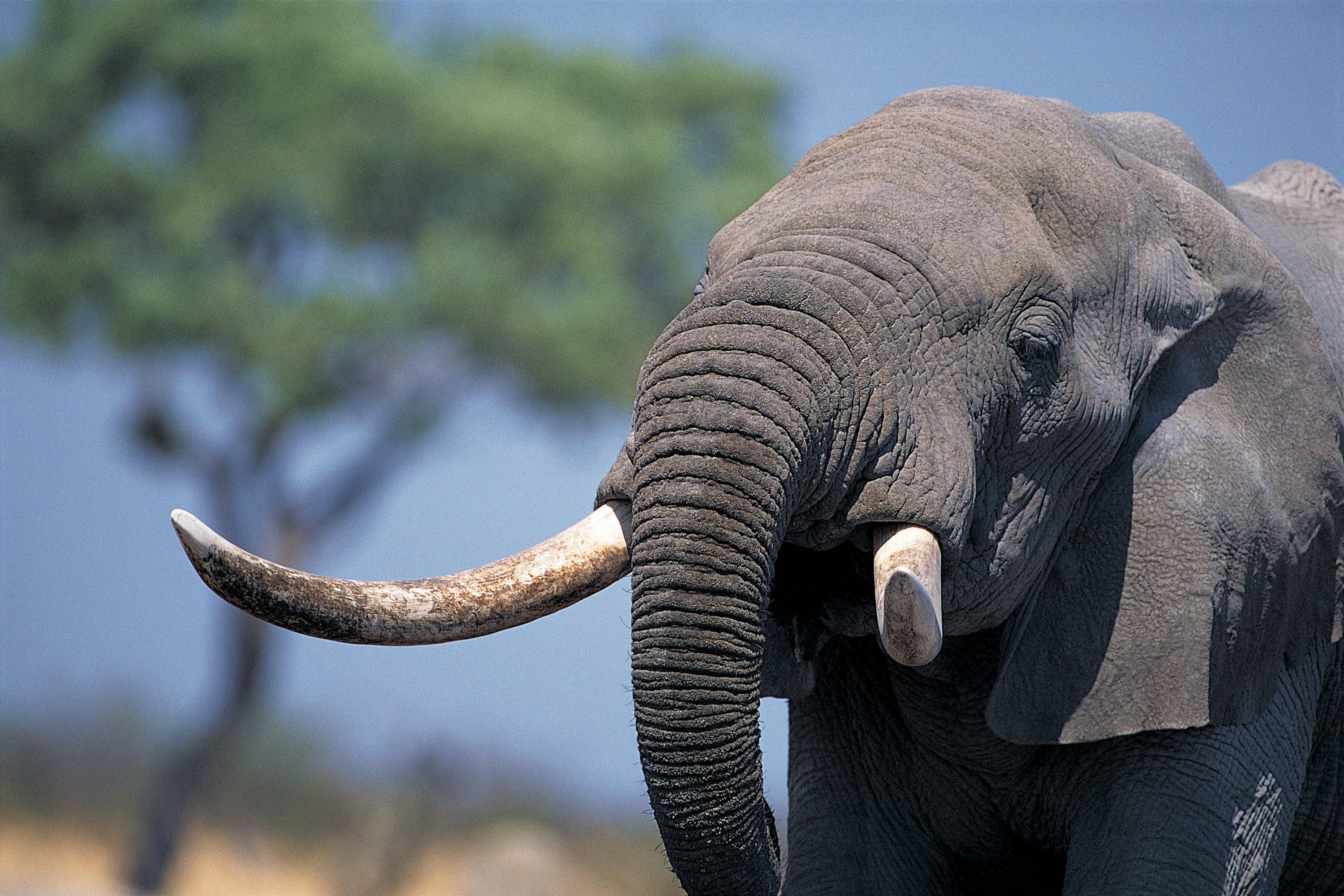 Внешний вид слонов. Бивни африканского слона. Хобот и бивни слона. Африканский саванный слон. Африканский слон с большими бивнями.