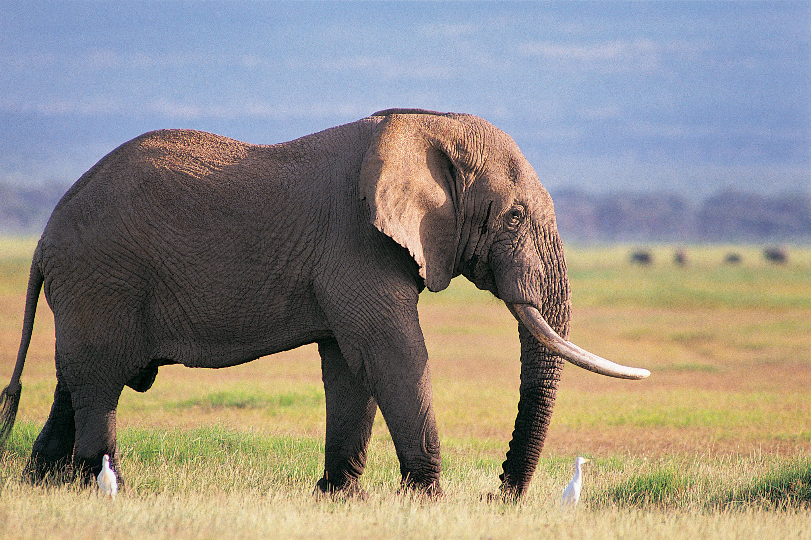 This animal is big. Животные Африки слон. Североафриканский слон. Н Л О. Африканские слоны.