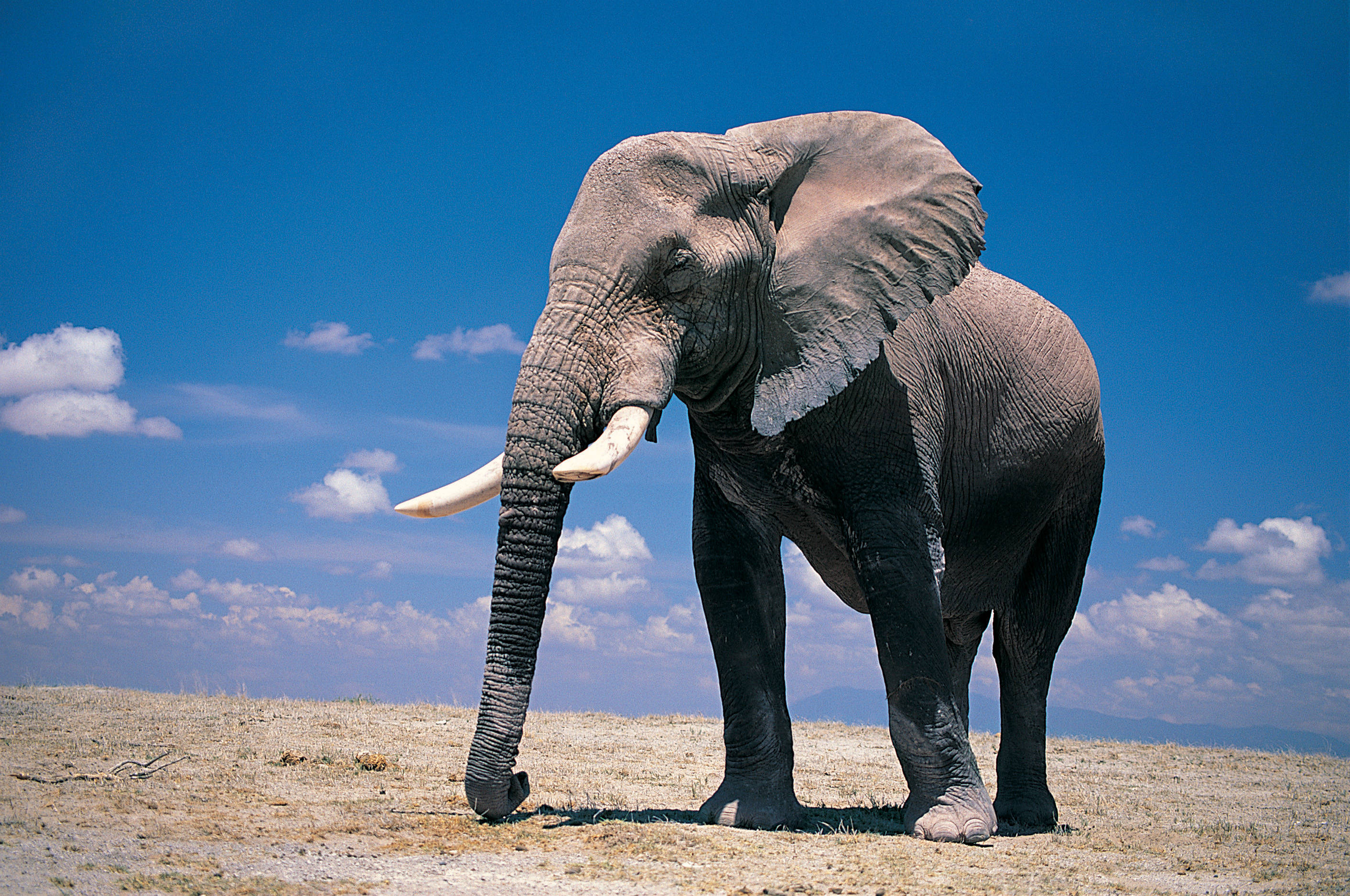 Известно что индийский слон крупное наземное млекопитающее. Африканский саванный слон. Слон Элефант слон Элефант. Африканский Элефант слон.