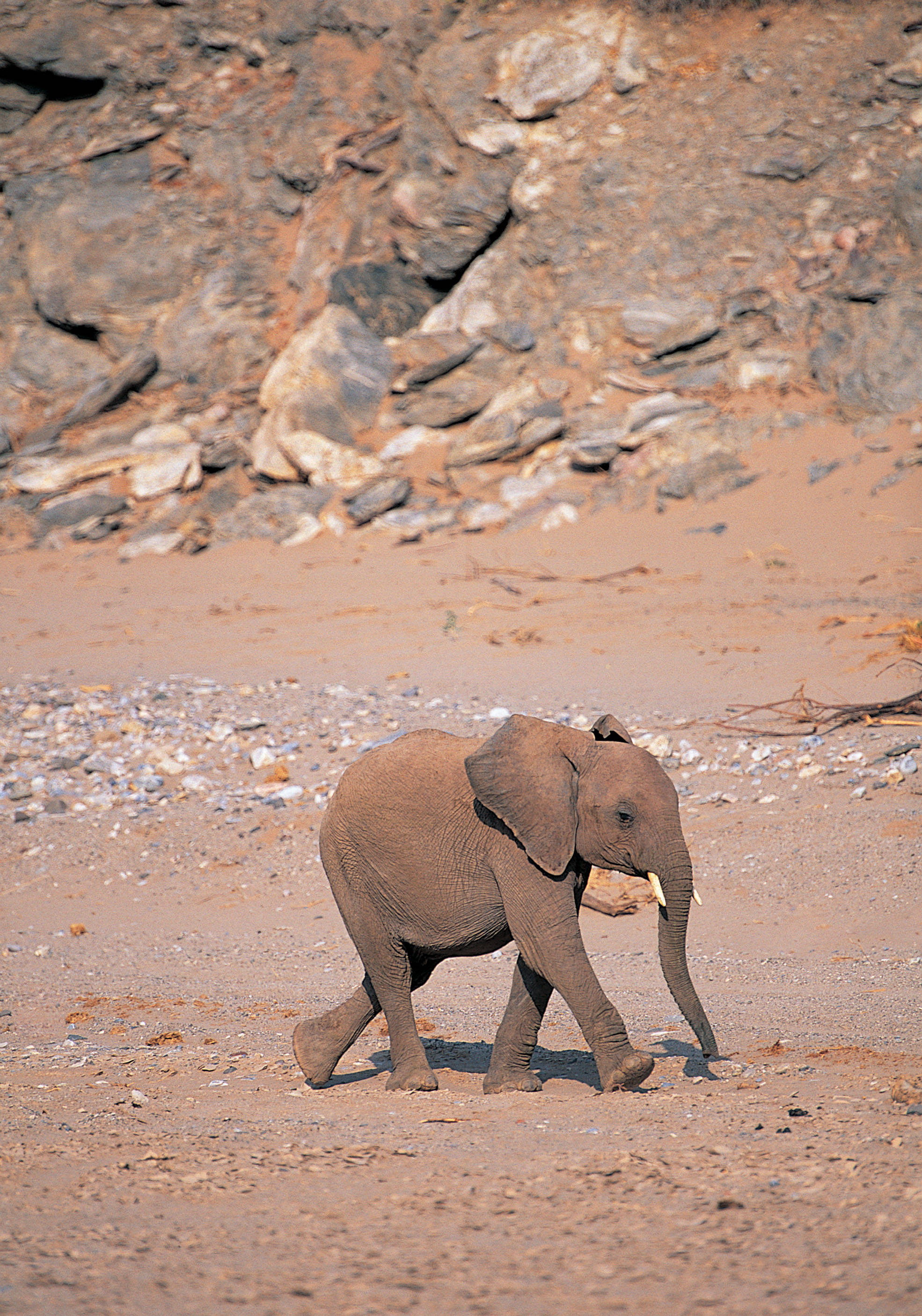 Как выглядит слоновая. Слон. Фотография слона. Слоненок с боку. Слон настоящий.
