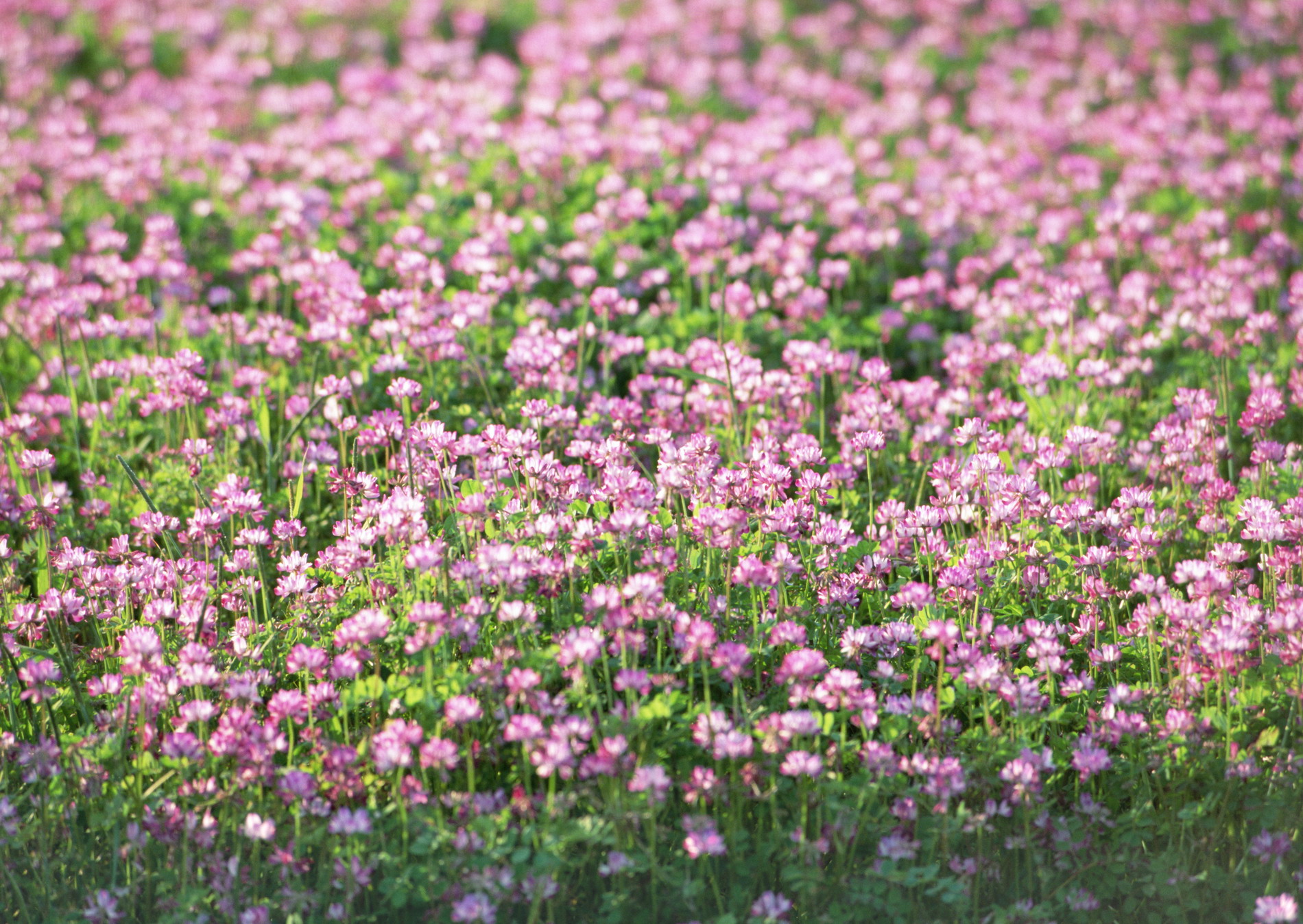 Как называется поле травы. Клевер гибридный розовый. Клевер полевой Пашенный. Луговой цветок розовая кашка. Клевер кашка.