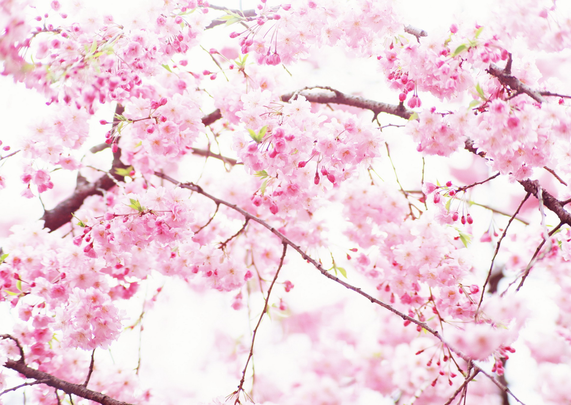 Sakura blossom. Сакура черри блоссом фон. Сакура черри блоссом дерево. Черри блоссом арт. Sakura валлпаперс.
