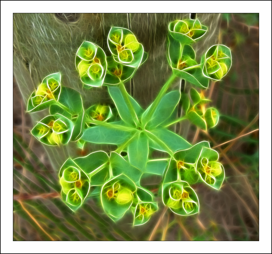 Fractalius art