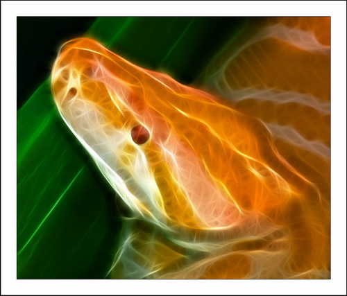 Fractalius art