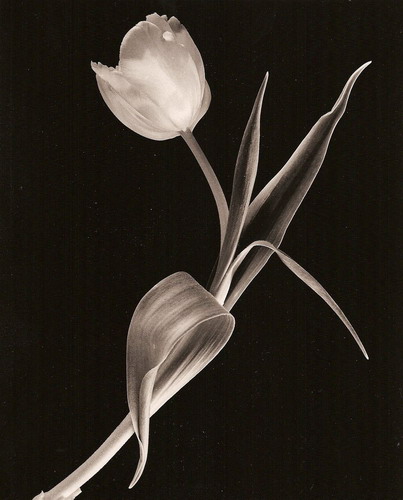  George Koutsilieris