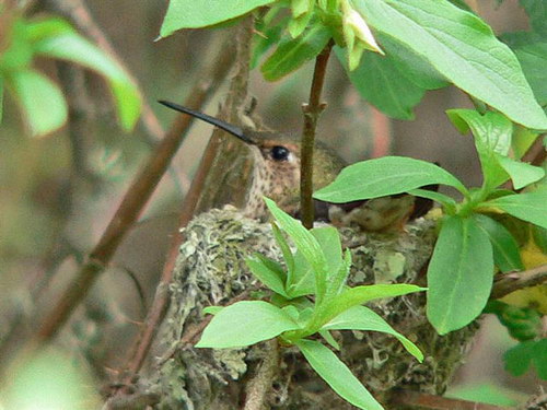 Рождение колибри