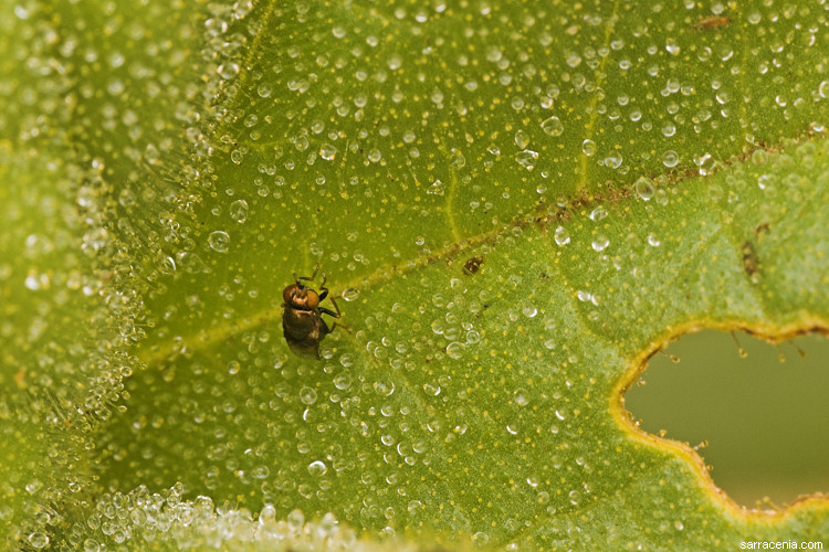  ibicella