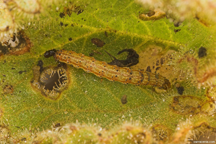  ibicella
