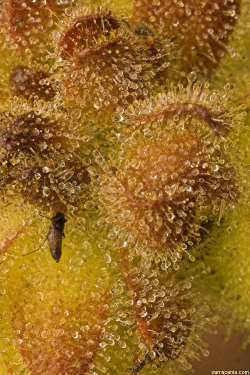  ibicella