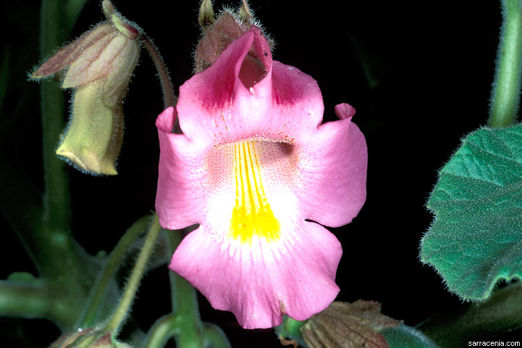  ibicella