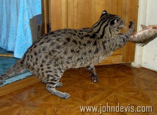   (Prionailurus)