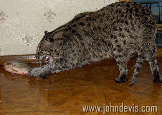   (Prionailurus)