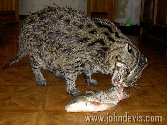   (Prionailurus)