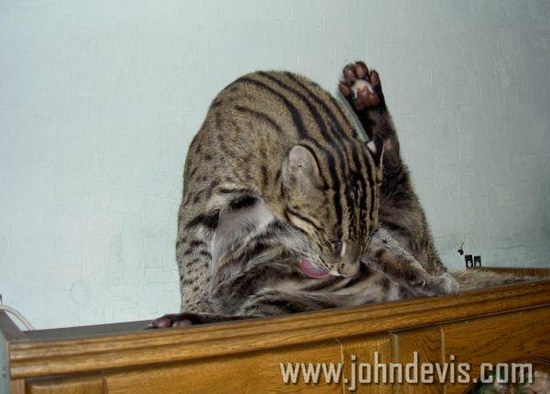   (Prionailurus)
