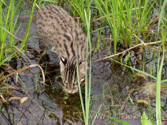   (Prionailurus)