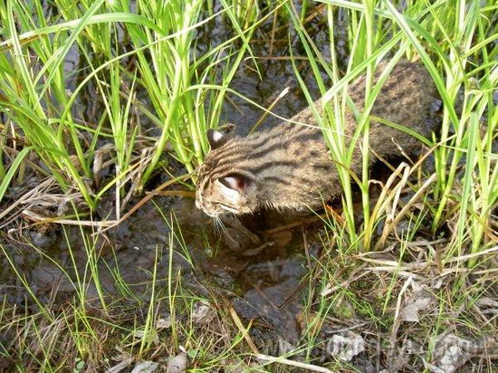   (Prionailurus)