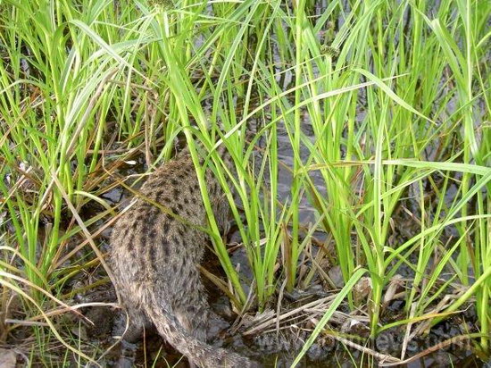   (Prionailurus)