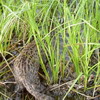   (Prionailurus)
